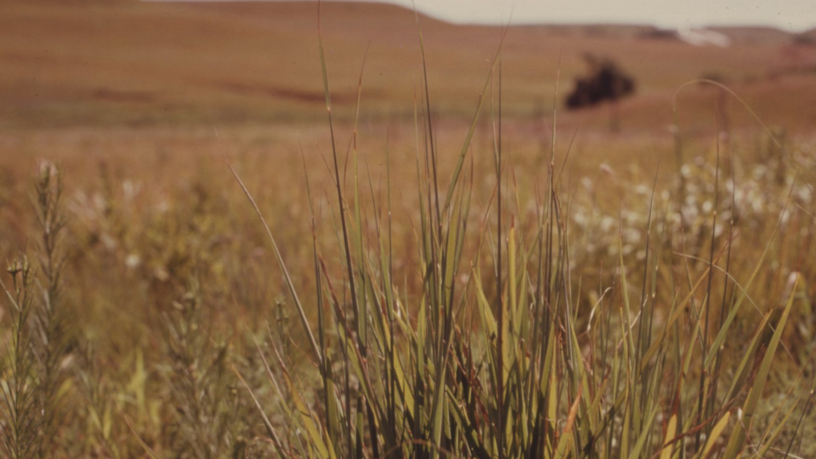 Tallgrass prairie near Manhattan, Kansas.