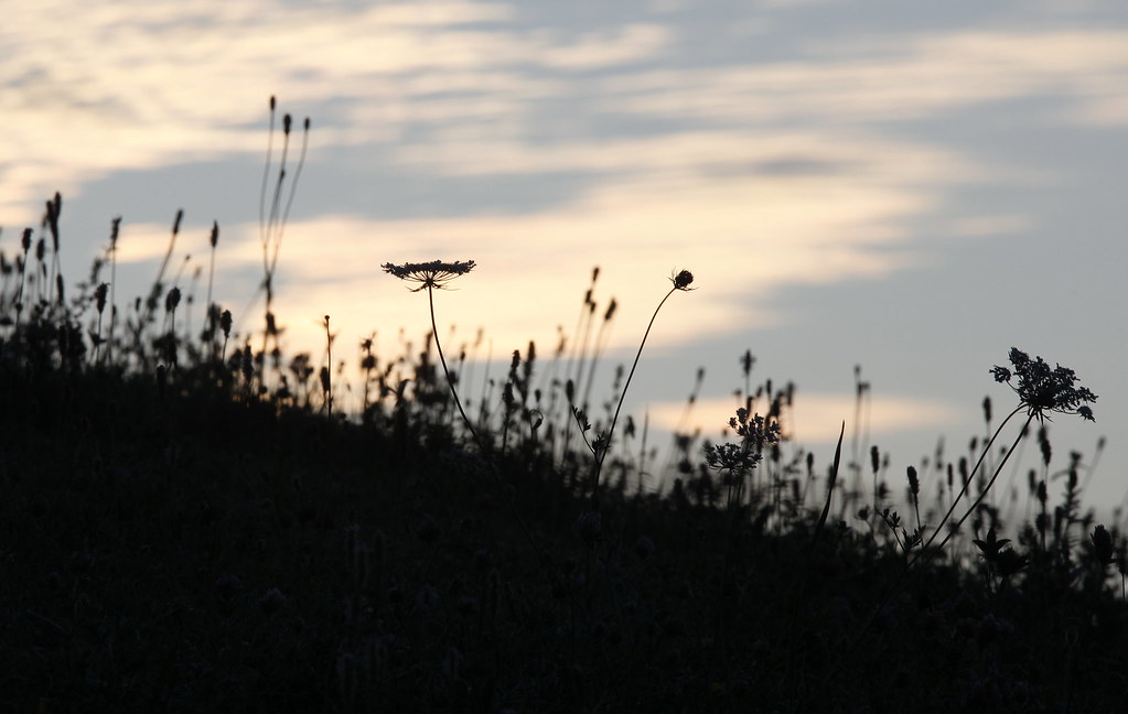 Wildflowers in silhouette on a hillside as first light breaks across a soft dawn sky.